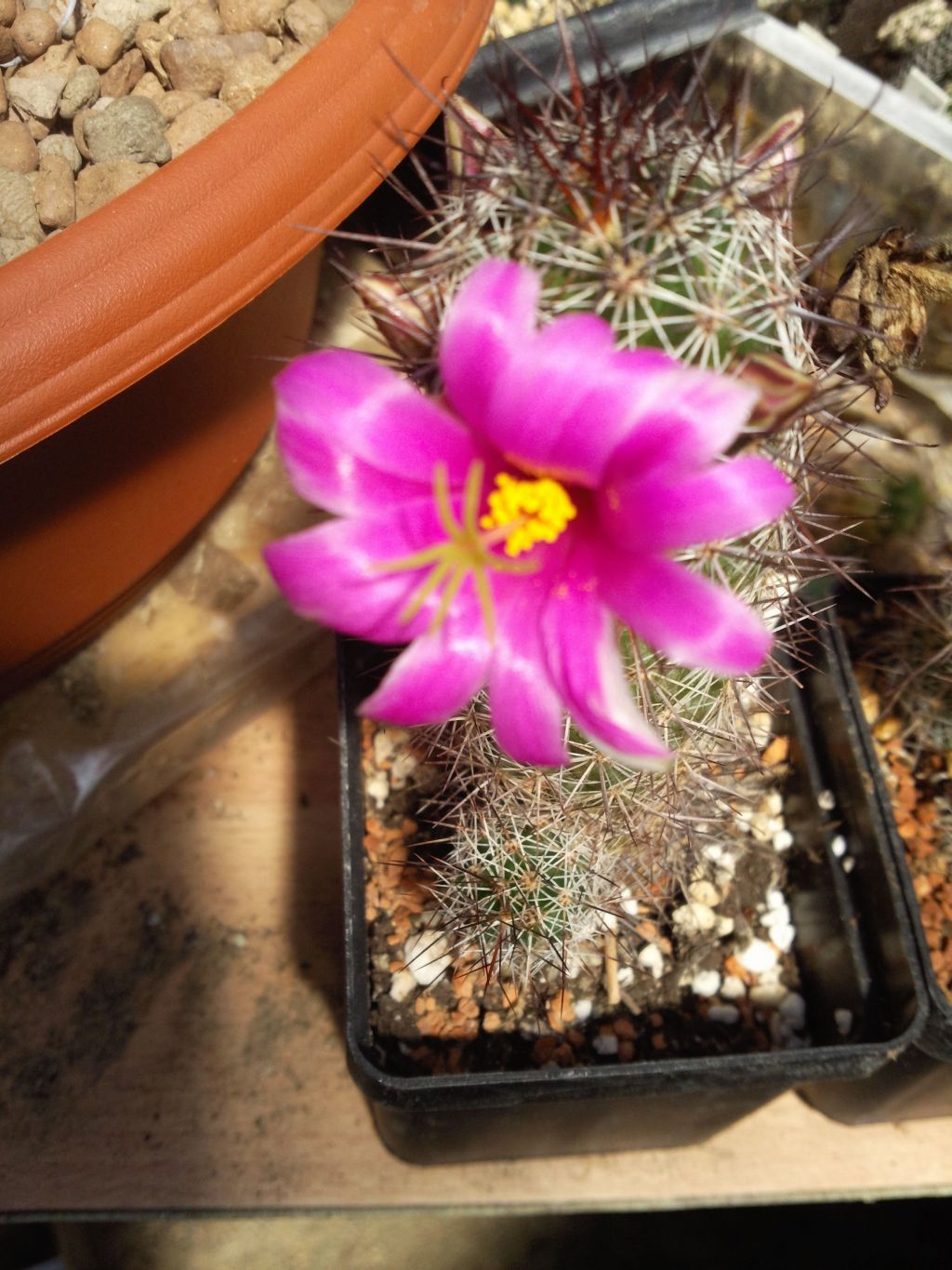 Mammillaria mazatlanensis